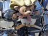 28th BBW Grau d'Agde (45)