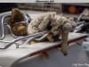 32th-bis-BBW-Le-Grau-dAgde-76